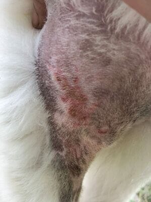 Malassezia dermatitis in a dog - skin infection