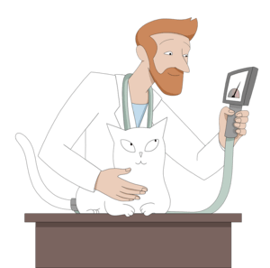 Veterinären använder en manometer (tryckmätare) för att mäta kattens blodtryck.