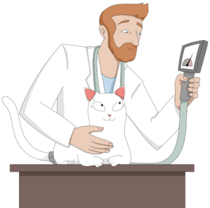 veterinarian uses a manometer to measure the cat's blood pressure