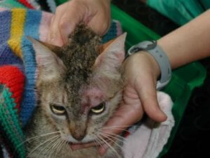 Demodex alopecia in a cat