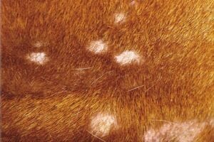 multi-patch hair loss in a dog