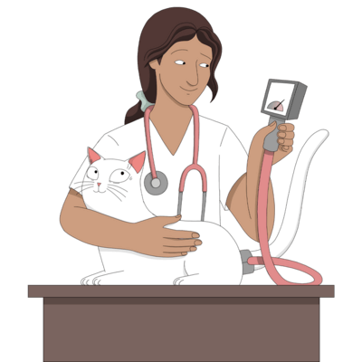 veterinarian measures a cat's blood pressure in a clinic