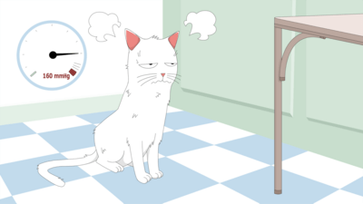 cat that suffers from hyperthyroidism and has a high blood pressure