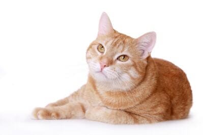 Pulire le orecchie del tuo gatto - Quando e come? - Cura dell'orecchio e  della pelle - Douxo S3