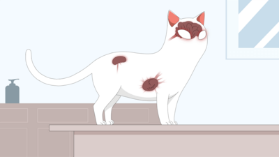 the eyes, kidneys, brain and heart are the target organs for hypertension-related diseases in cats