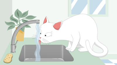 cats with chronic kidney disease have many symptoms and cannot satisfy their thirst