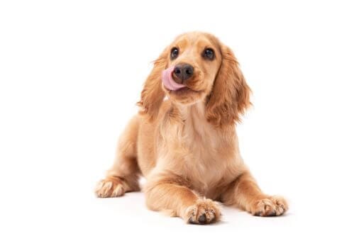 Hair loss in dogs / Alocepia - Your Dog's Skin - Douxo S3 UK