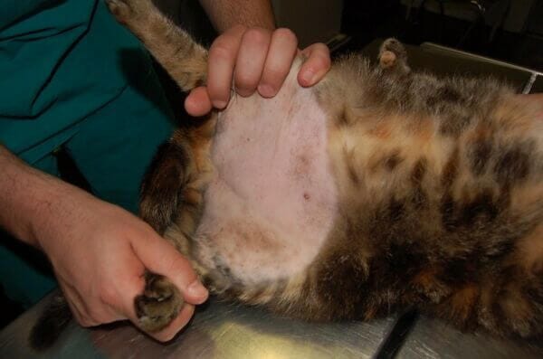 öntrauma által okozott szőrhiány - macska allergia