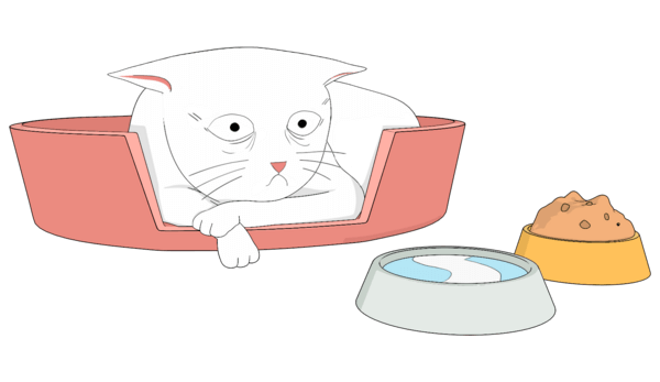 cat with chronic kidney disease with several symptoms is lying down in his basket