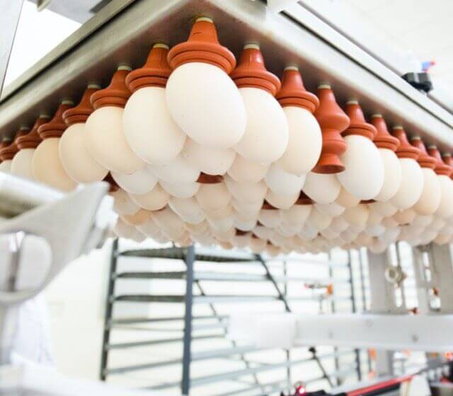 Egg Transfer / EcatiD