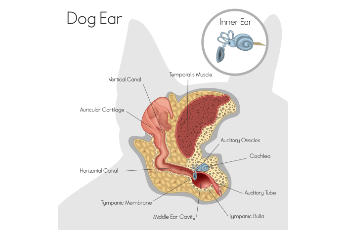 dog ear anatomy
