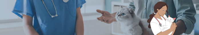 View of How to treat hypertension in cats? | Amodeus UK