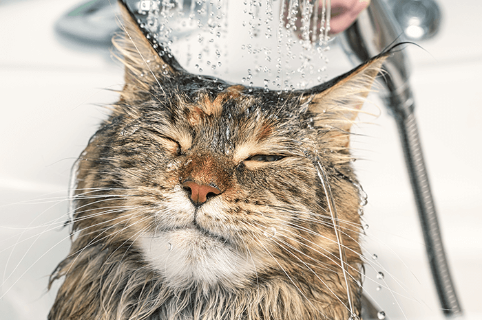 human-cat bath